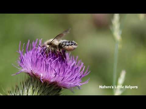 Nature's Little Helpers: Unveiling the Miraculous Work of Honeybees