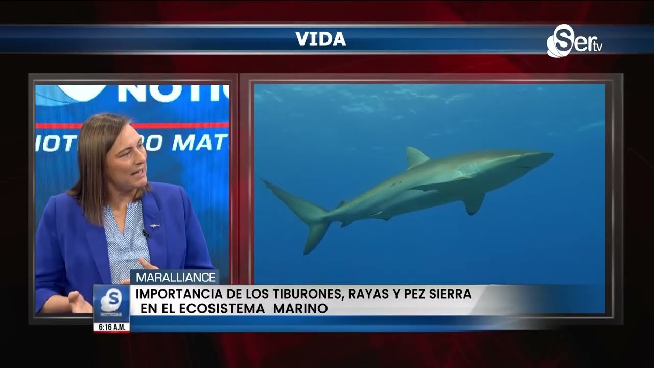 Tiburones, rayas y pez sierra | Mes de los Océanos 2025