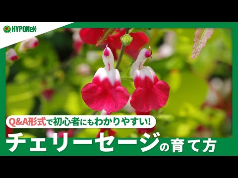 園芸 薬用セージの利点