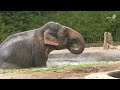 Wasseraction bei Elefant Drumbo im Zoo Berlin - Water action with elephant Drumbo at Zoo Berlin