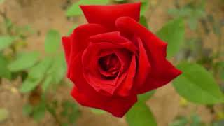 RED ROSE Love Song khmer