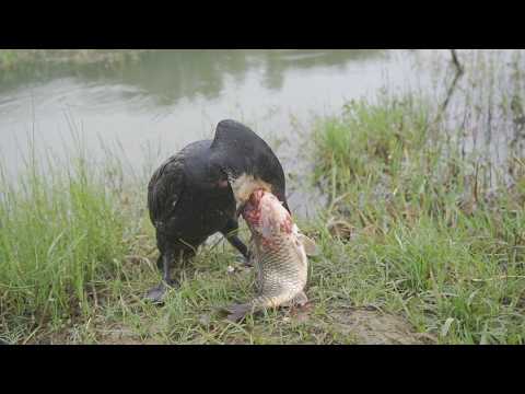 Unbelievable! Bird Catches and Eats a Huge Fish!
