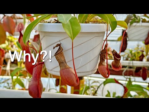 The Real Reason Your Nepenthes Pitchers Are Dying (It's Not Low Humidity!)