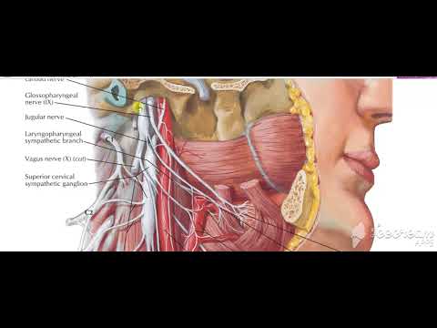 Glossopharyngeal intro 1
