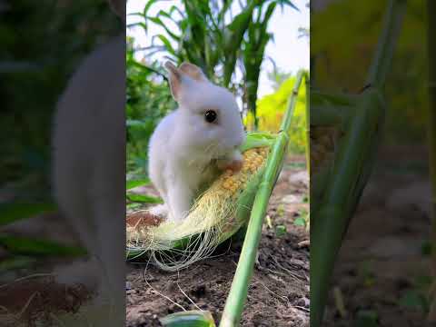 This is how the little rabbit steals corn. Cute pet debut plan. Rabbit rural little cute pet