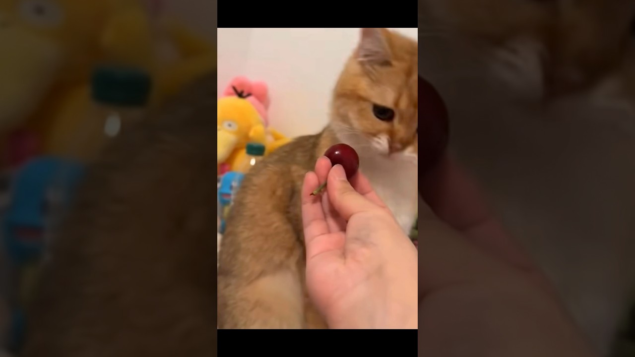 【食べてみ】#ねこ #猫 #ネコ #チェリー #果物 #好き嫌い #かわいい #可愛い #shorts #comedy #あるある