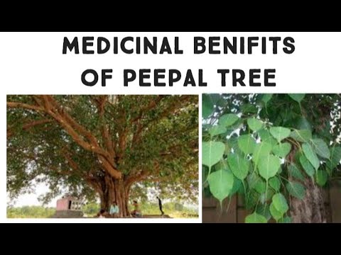 , title : 'Medicinal benifits of Peepal tree || Ficus religiosa || BAMS || Ayurveda