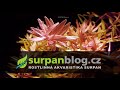 Akvarijní rostliny Rotala rotundifolia - Kolovka okrouhlolistá