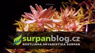 Rotala rotundifolia - Kolovka okrouhlolistá