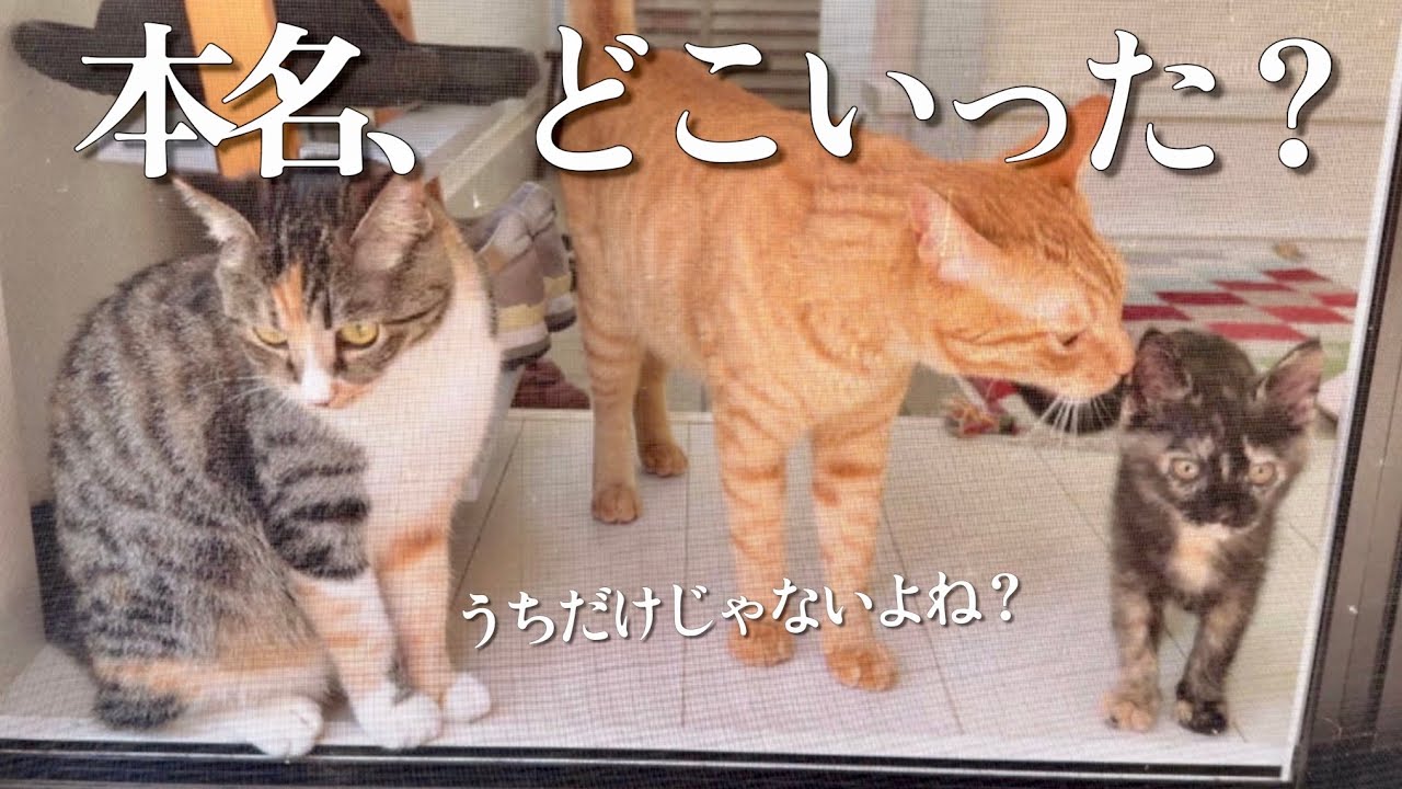 猫の名前、ちゃんと呼んでますか？気づけば“本名”では呼ばなくなっていた私たちの話。Do You Call Your Cat by Their Real Name?