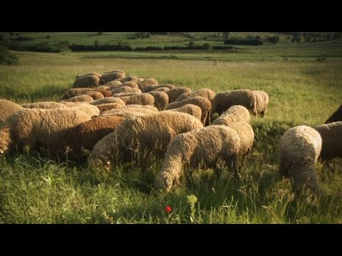 Druga strana Srbije - SVRLJIG