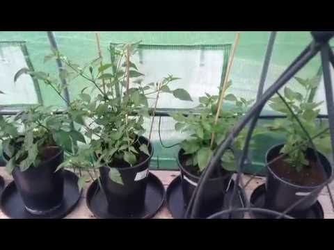 Odlingstunnel 30 Maj 2016