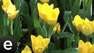 Yedi Karanfil (Seven Cloves) - Büyüdün Bebeğim - Official Audio