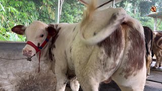 Download lagu SAPI BELGIAN BLUE LANGKA HARGA ISTIMEWA‼️🔥 mp3