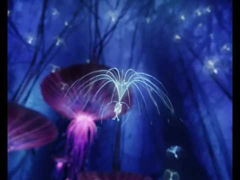 Cyril Morin - Bumblebee