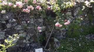 preview picture of video 'Visitando la rosaleda de Jan Meijer en Afife Portugal Tercera parte 2014.'