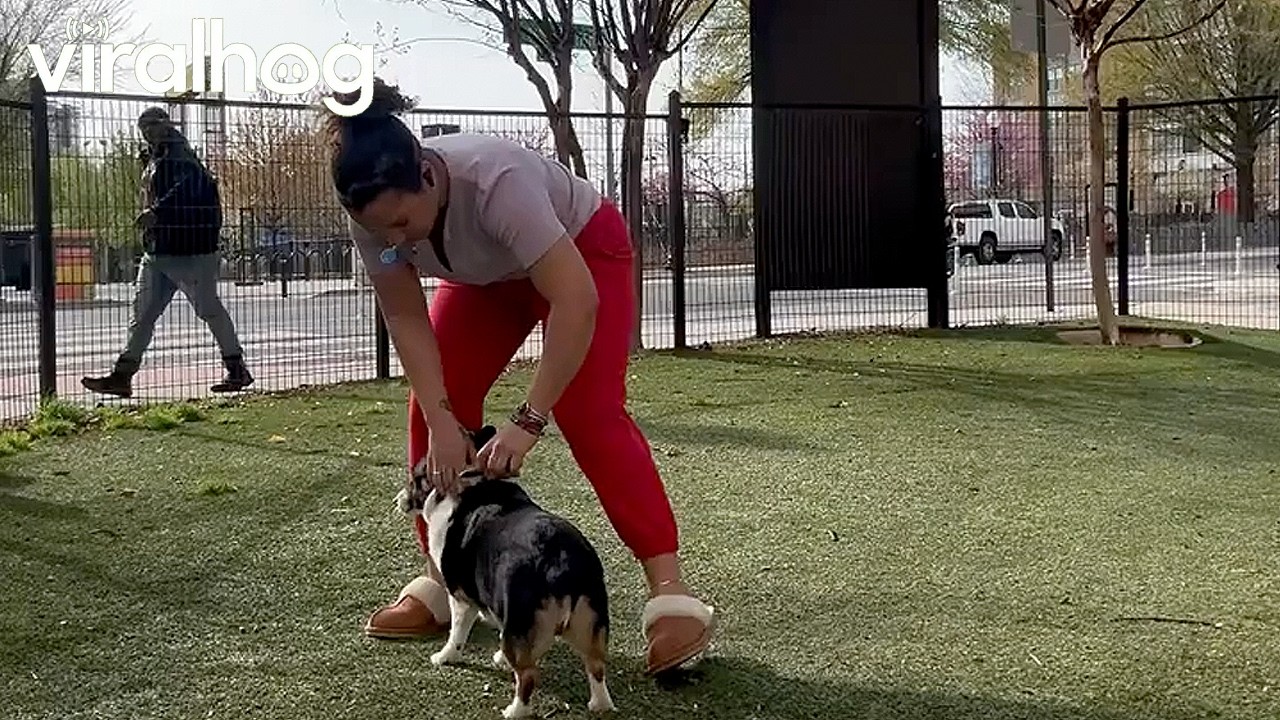 Little Birds Take Brushed Dog Hair For Nests || ViralHog