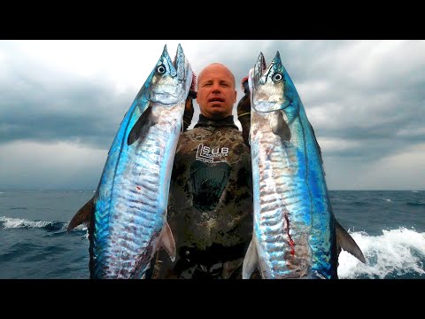 INDO TALES - EPISODE 33 Double spanish mackerel