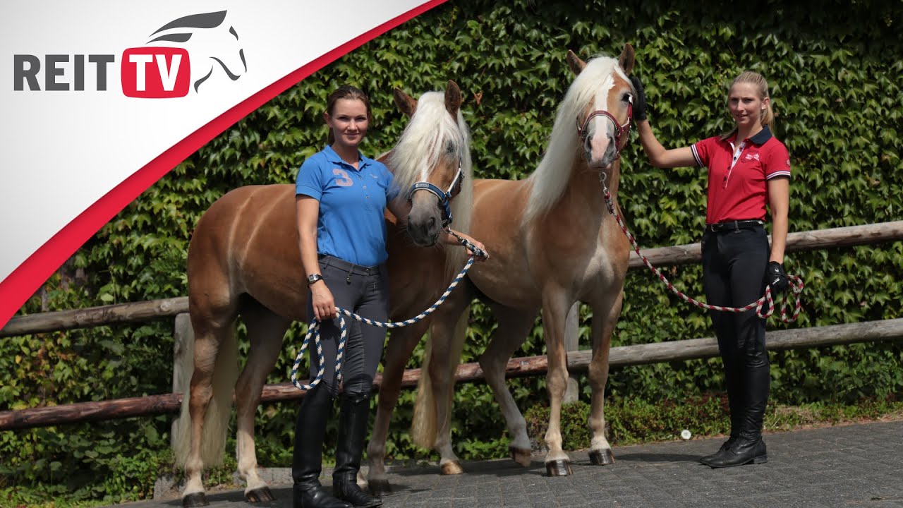 The Haflinger thumbnail