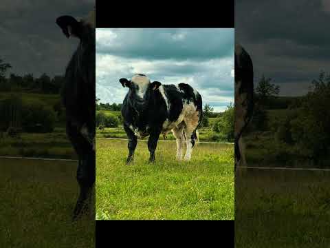 Hybrid Bull - Image 2