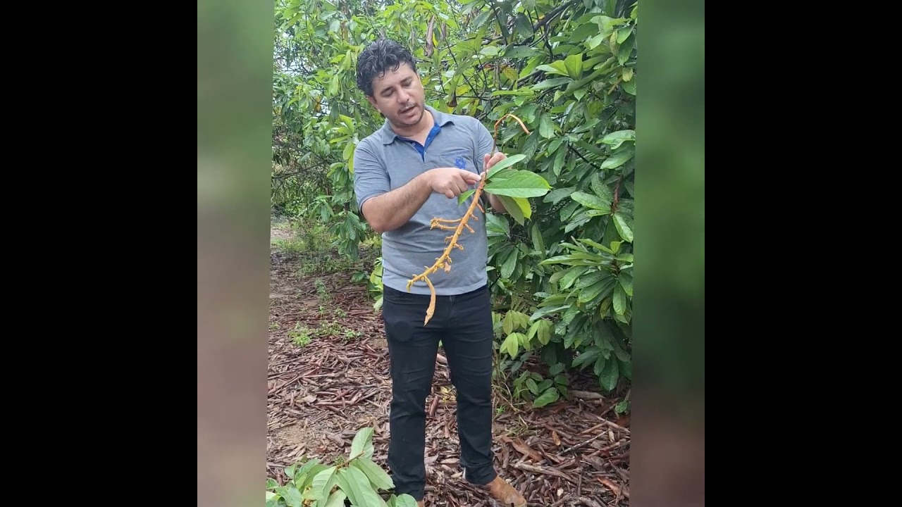 Vassoura-de-bruxa na cultura do cupuaçu  #agricultura #biologia #agro