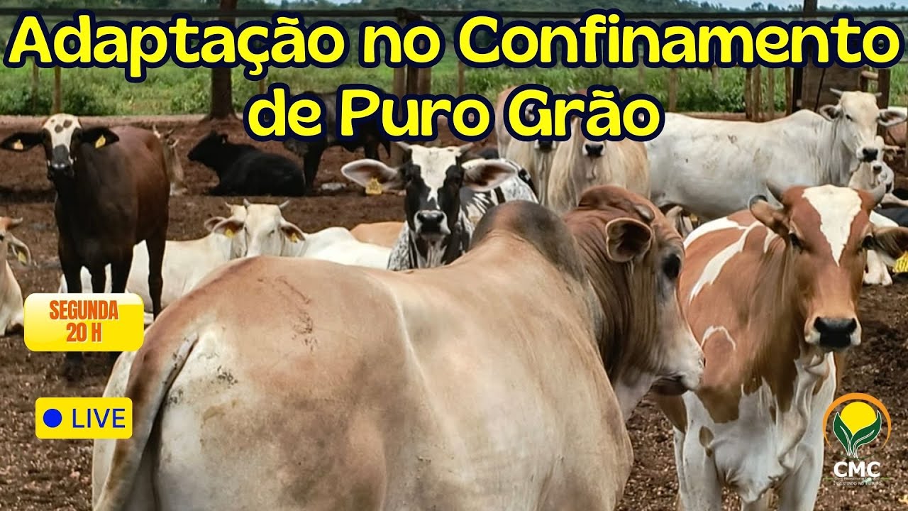 Adaptação no Confinamento de Puro Grão