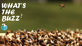 What's The Buzz With B2BGateway? | Price Validation, Maintaining Connectivity & Support