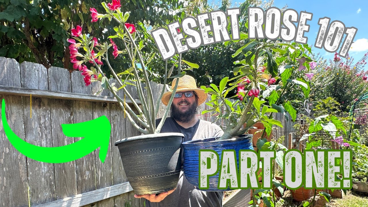 Desert Roses 101: A Beginner's Guide to Growing and Caring for Adeniums