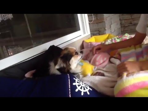 The Doggy's Massage