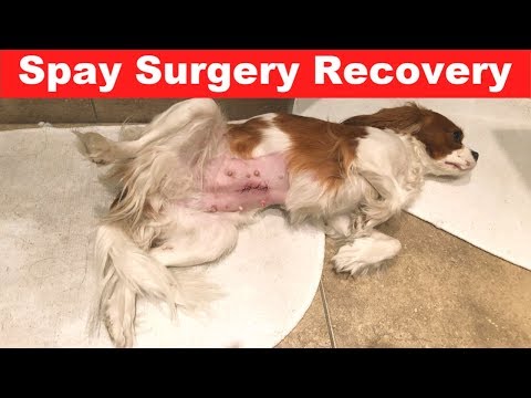 SPAY OPERATION RECOVERY VLOG | Healing from Spay Vlog