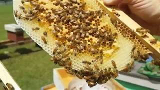 New beekeepers don't let wax moths and hive beetles destroy your hive