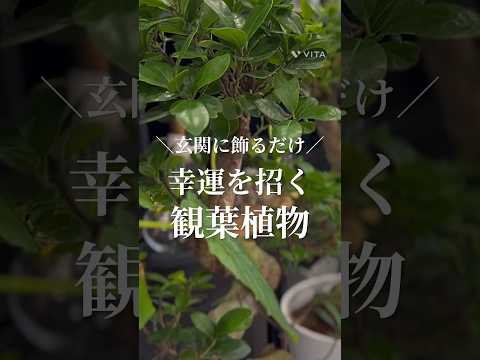 aménagement plantes famille Miscanthus jardin Feng-Shui