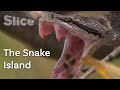 The island carpeted with venomous snakes | SLICE