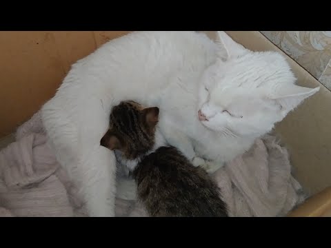 Kind Mother Cat Feeding Milk To Her Kitten Even After Weaning Her