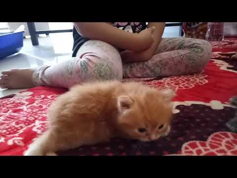 ❤Si Saboor Sibling 😻 Meoooow