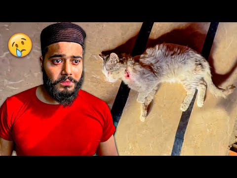 meri cat ko kya ho Gaya 💔 nazar lag gai 😢 | Syed Fahad | the fun fin |