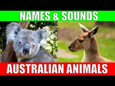 AUSTRALIAN ANIMALS Names and Sounds for Kids to Learn