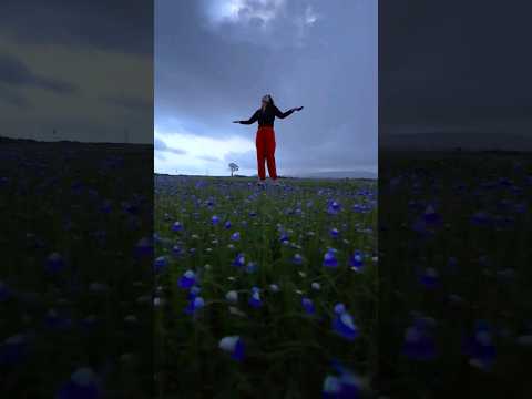 600 ഏക്കറിലായി നീലവസന്തം! #travelbee #kannur #madayipara #kerala #keralatourism #nivedya