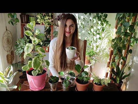 My Entire Peperomia Collection