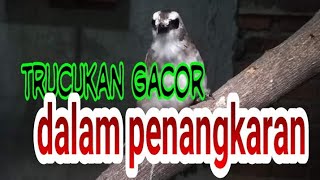 Download lagu trucukan gacor di peternakan agsa kudus mp3 Download lagu trucukan gacor di peternakan agsa kudus mp3