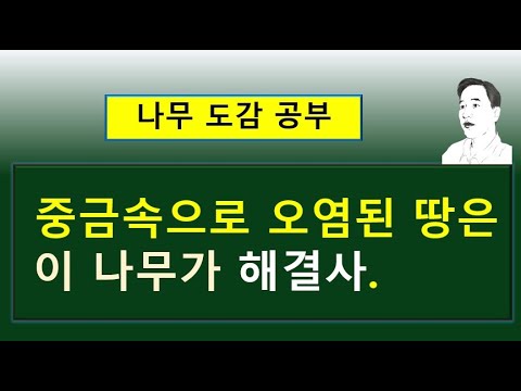 , title : '호랑버들 vs 떡버들 vs 좀호랑버들의 서로 다른 차이점'