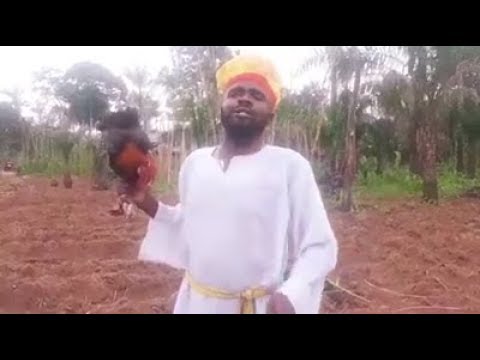 Chief Imo Comedy || chief imo VS the igbo Cock (OKUKO IGBO)