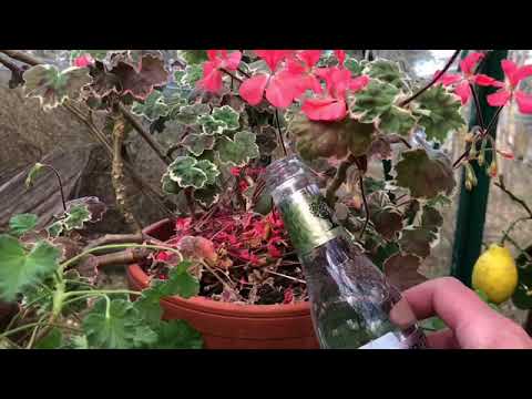 Automatvattnare för krukväxter när du reser på semester