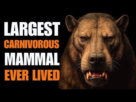 The T. rex Of The Eocene – How Deadly Was It? |  Andrewsarchus Science Documentary