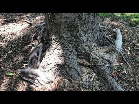 Carpenter Ants Infest an Old Tree in Warren, NJ