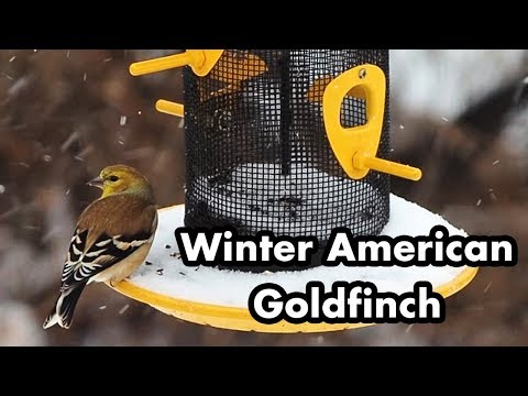 Winter Goldfinch and Nyjer Feeder - Little Yellow and Black Bird