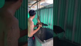 Download lagu Loncat bok, sangat banyak manfaatnya untuk ayam laga 🔥 #fypシ #ayambangkok #trendingshorts #storywa mp3