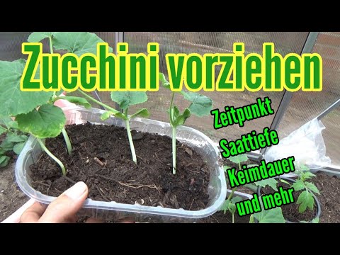 , title : 'Zucchini anbauen: Aussäen und pikieren Vorziehen von Zucchini Pflanzen'