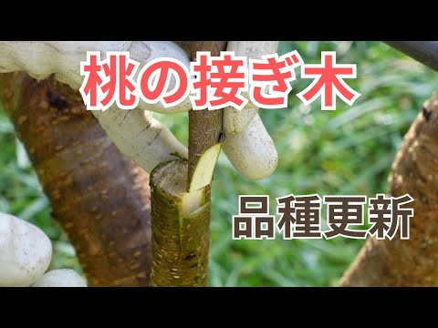 果樹の接ぎ木に最適な時期はいつですか 2022