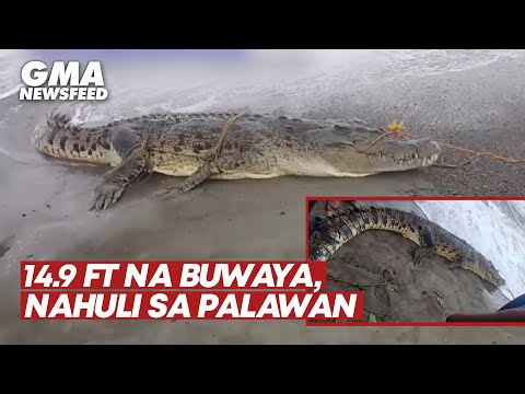 14.9 ft na buwaya, nahuli sa Palawan GMA News Feed